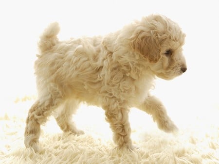 poodle - loveable, hugable