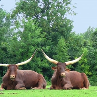 buffalo,ox