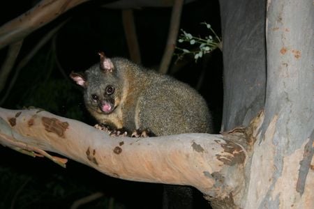 opossum,new zealand - friends or fro, fur hat