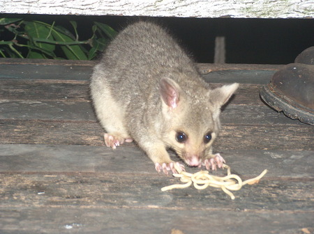 new zealand possum - eatting spaghetti, a pet