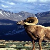 big horn sheep