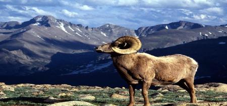 big horn sheep - bunthead, mountain sheep