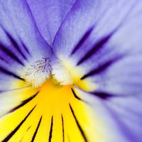 Sun Rose Flower