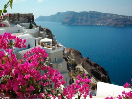 flowers of oia - house, santorini, flowers, island