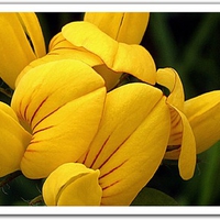 Yellow-Flower