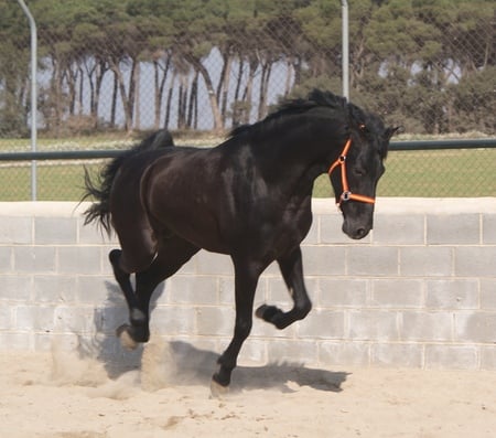 Andalusian - andalusian horse, horses, spanish horse, iberian horse, animals