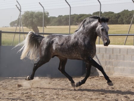 Grey Andalusian - andalusian horse, horses, spanish horse, iberian horse, animals