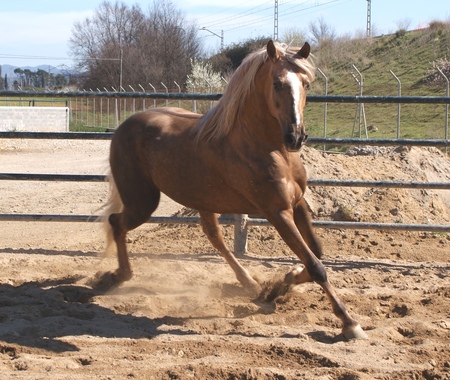 Lusitano - lusitano, horses, animals, iberian horse