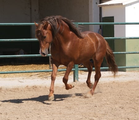 Chesnut Andalusian - spanish horse, horses, animals, andalusian horse, iberian horse