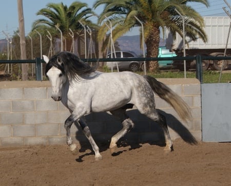 Andalusian - spanish horse, horses, animals, andalusian horse, iberian horse