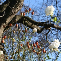 rose hip bloom 