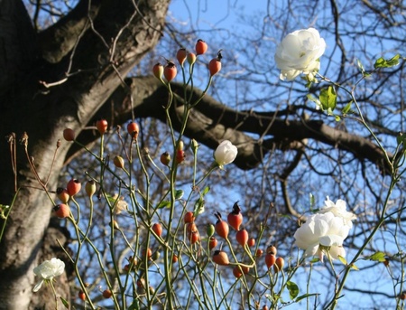 rose hip bloom  - rose, bloom