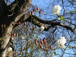 rose hip bloom 