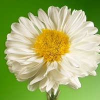 white flower 