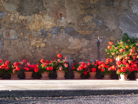 wall flowers - flowers, wall