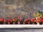 wall flowers