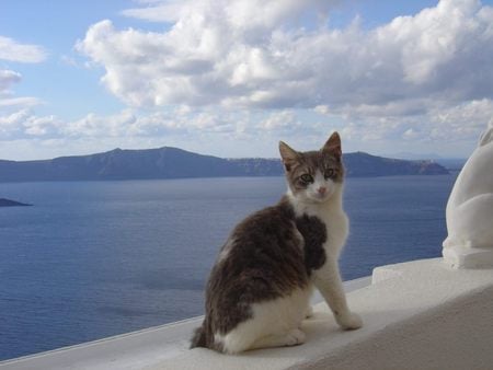 island cat - island, sea, cat