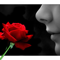 Kiss to a Rose