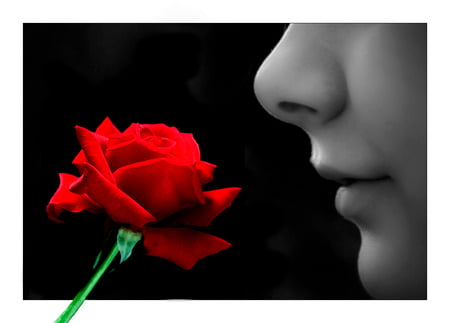 Kiss to a Rose