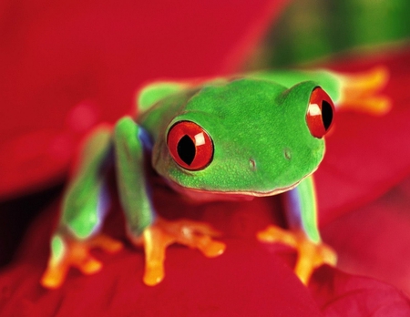 Little frog - little frog, eyes, animal, nature, funny, red, green, cute, frog