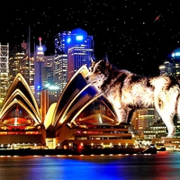 A WOLF IN SYDNEY