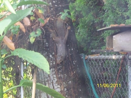 my 2 year old squirrel - fence, tree, cat, brown