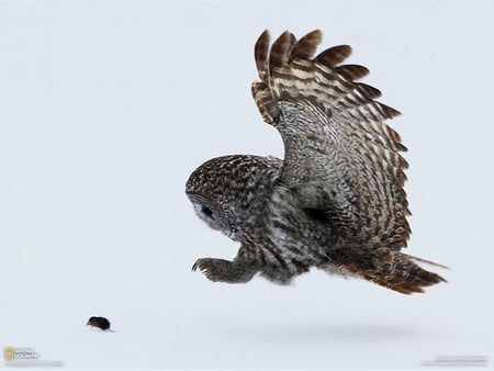 Hunt the beautiful Owl - hunting, snow, animals, beautifule gray, running, owl, birds