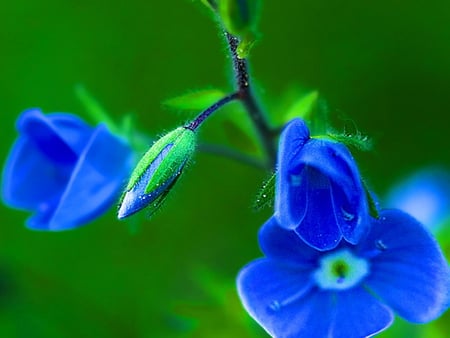 Blue Flower - blue, petals, stem, bud, flower