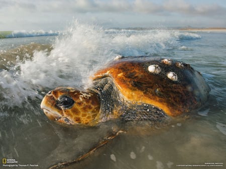 ~Loggerhead turtle~ - breeding, fishing, ocean, turtle, animals, sea