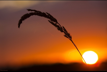 Sunset with Grass Silhouette