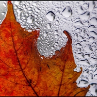 Maple Leaf in Rain