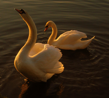 Swans - white, elegant, water, golden, swans, ripples, looking