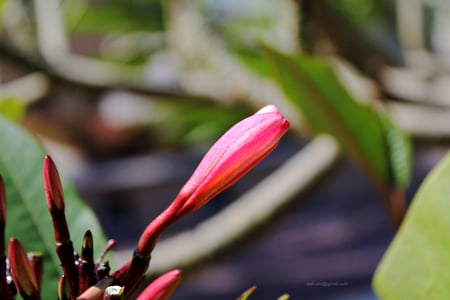 red ready to start - abu dhabi, nice, flower, red