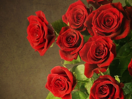 Beautiful red roses - flowers, roses, nature, beautiful, red