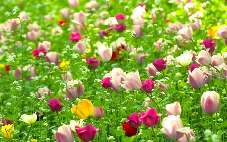 Fields of tulips - fields, tulips, white, nature, yellow, pink, red, colors, flowers