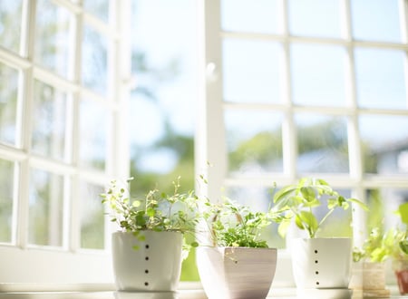 One fresh morningâ™¥ - sunshine, sun, design, feng shui, spring, white, window, forever, life, green, garden, love, morning, light, fashion, warmth, plants, entertainment