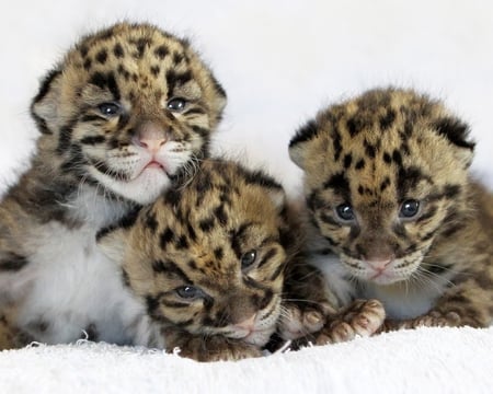 little babies - three, born, leopards, new