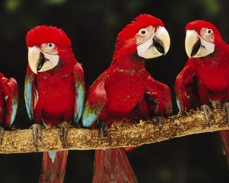 three of a kind - three, sitting, around, baby, birds