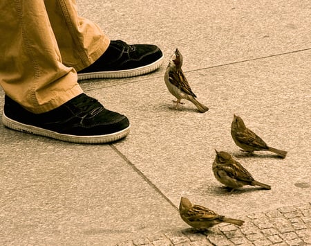 Hungry Sparrows - sparrow, birds, nature, animals