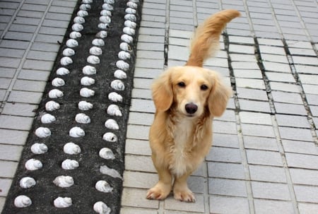 Stand at attention - cute, clever, lovely, stand