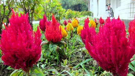 Lovely flowers - colorful, bicycle, flowers, lovely