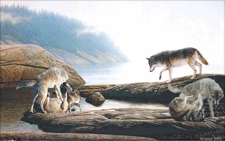 wollf - wolfs, sea, rocks, wolf