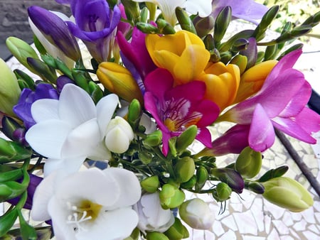 Freesias - freesia, spring, flower, beauty