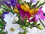 Freesias