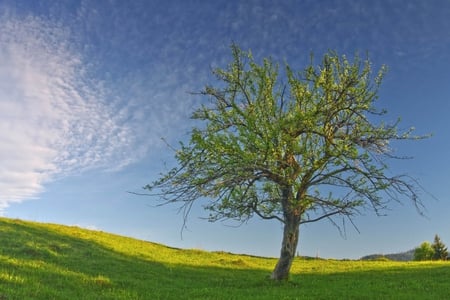 part_of_nature - pretty, nice, lovely, tree