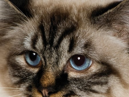 Cat - felines, face, cat, eyes, blue, kitty, animals