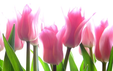 Pink Tulips - tulips, nature, stem, love, petals, pink