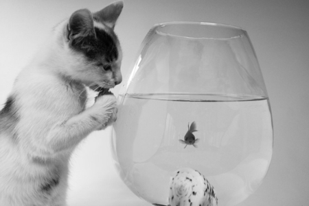 don't eat me - fish, cute, cat, kitten