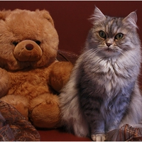 teddy cat