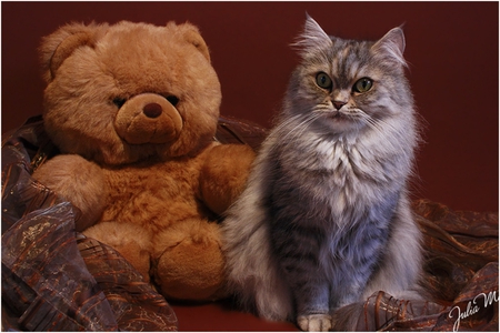 teddy cat - teddy bear, cute, nice, cat